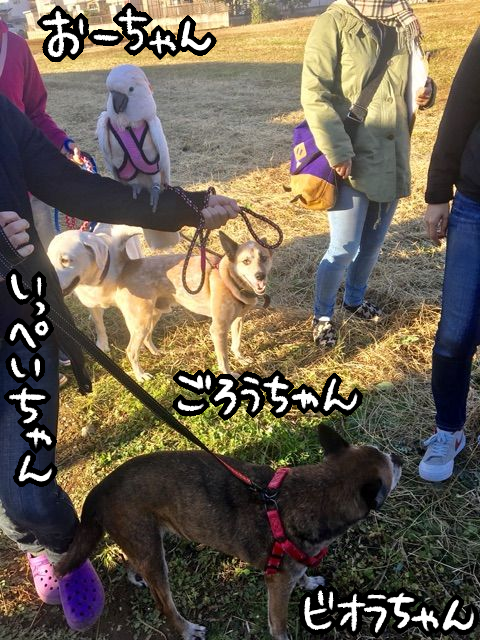 リードをくわえて猛スピードで走り去るオウムなお友達 柴犬どんぐり三毛猫たんぽぽ Powered By ライブドアブログ