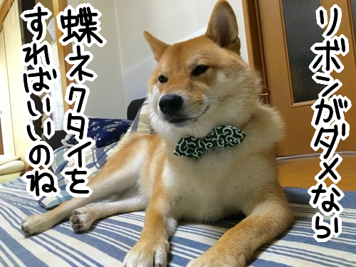 おっちゃん 乙女 リボンがダメなら蝶ネクタイをすればいいのよ 柴犬どんぐり三毛猫たんぽぽ Powered By ライブドアブログ