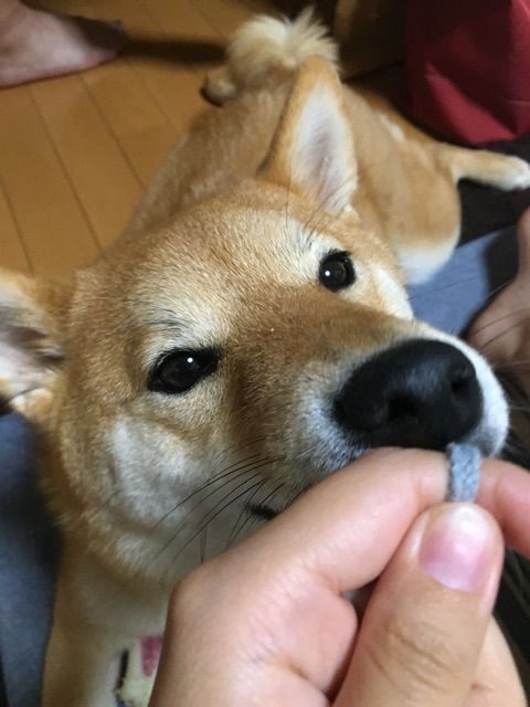 犬を飼ってる家とのご近所トラブルをどうするか 柴犬どんぐり三毛猫たんぽぽ Powered By ライブドアブログ