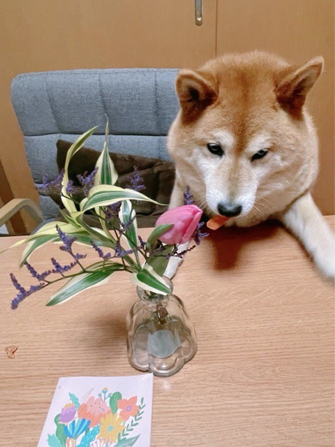 今月のお花と受付どんのモチベーションの真実 : 柴犬どんぐり三毛猫