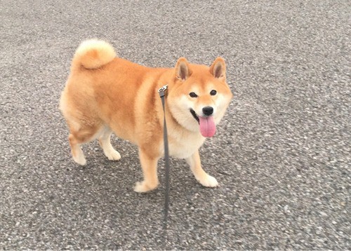 犬は雨の日に急に老ける現象 柴犬どんぐり三毛猫たんぽぽ Powered By ライブドアブログ