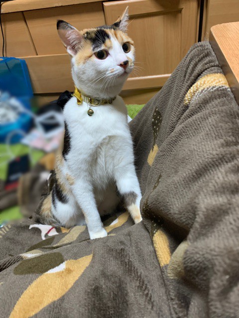 寝起きの犬猫はけっこうシワシワしている説 柴犬どんぐり三毛猫たんぽぽ Powered By ライブドアブログ