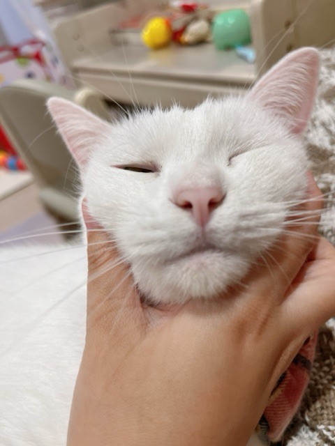 推定4歳になったねっとり系白猫 : 柴犬どんぐり三毛猫たんぽぽ