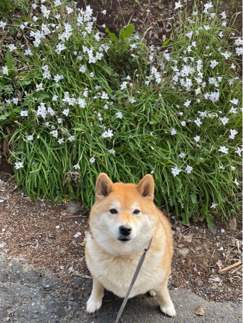 柴犬お花部、花より草に夢中！？由来の花も発見！ : 柴犬どんぐり三毛