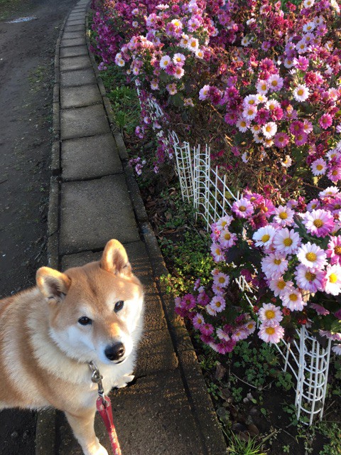 可憐なお花よりもキャベツ畑が似合ってしまう柴犬 柴犬どんぐり三毛猫たんぽぽ Powered By ライブドアブログ