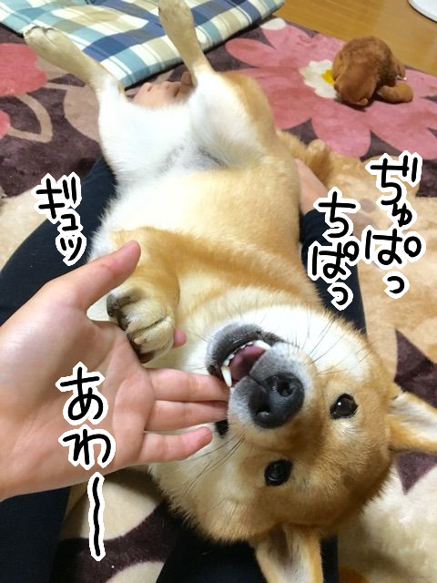 飼い主の足の間に挟まれてひっくり返りたい柴犬 柴犬どんぐり三毛猫たんぽぽ Powered By ライブドアブログ