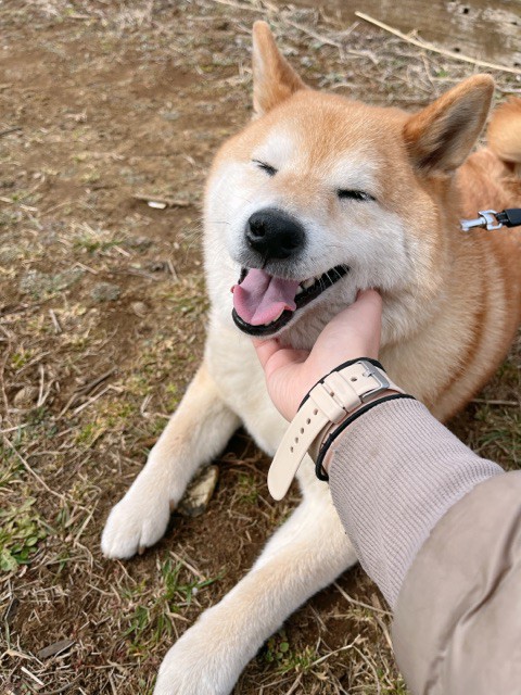 ベテランの域、柴犬歴9年目の柴犬 : 柴犬どんぐり三毛猫たんぽぽ