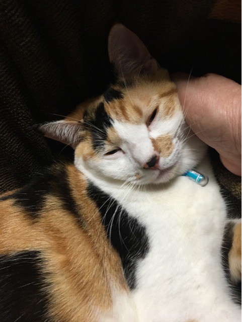 触り心地が最高らしい コタツ布団をふみふみする猫 柴犬どんぐり三毛猫たんぽぽ Powered By ライブドアブログ