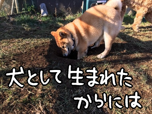 犬のたしなみ 穴掘り隊長のイメチェン 柴犬どんぐり三毛猫たんぽぽ Powered By ライブドアブログ