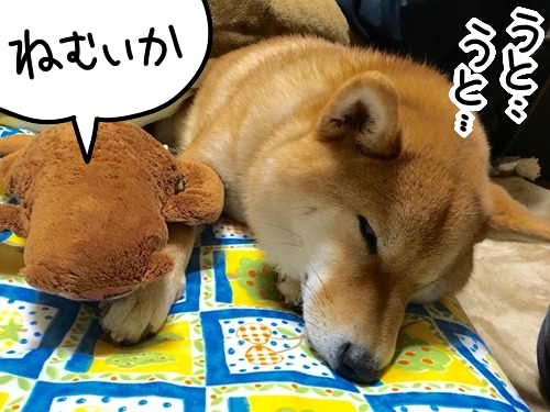 誰に教わるでもなく こたつを使いこなす柴犬 柴犬どんぐり三毛猫たんぽぽ Powered By ライブドアブログ