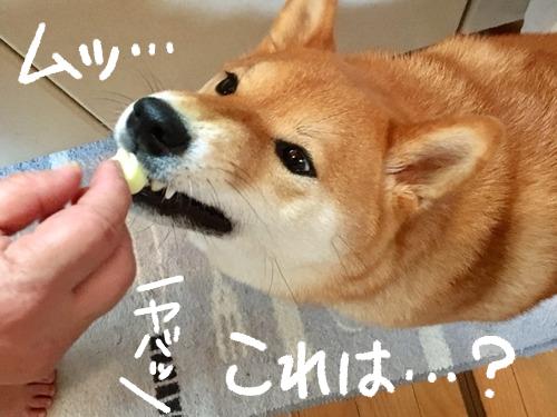 柴犬vs母 勘の鋭い犬に薬を飲ませるための戦い 柴犬どんぐり三毛猫たんぽぽ Powered By ライブドアブログ