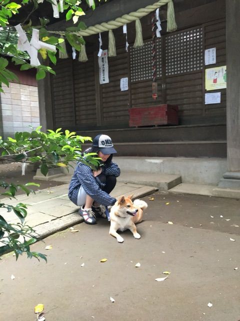 意外と撮らない 飼い主と犬の２ショット 柴犬どんぐり三毛猫たんぽぽ Powered By ライブドアブログ