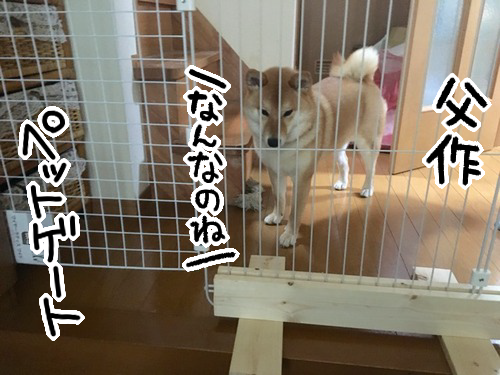 迷子防止にも 母の一声でペットゲートを買った話 柴犬どんぐり三毛猫たんぽぽ Powered By ライブドアブログ