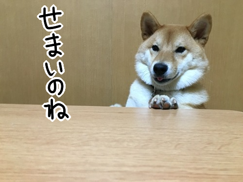 わずかな隙間も見逃さずに挟まる柴犬 柴犬どんぐり三毛猫たんぽぽ Powered By ライブドアブログ