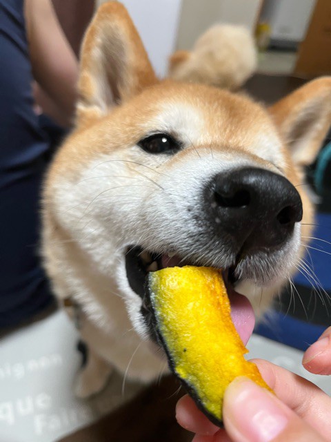 犬はけっこう芋、栗、かぼちゃが大好き : 柴犬どんぐり三毛猫たんぽぽ