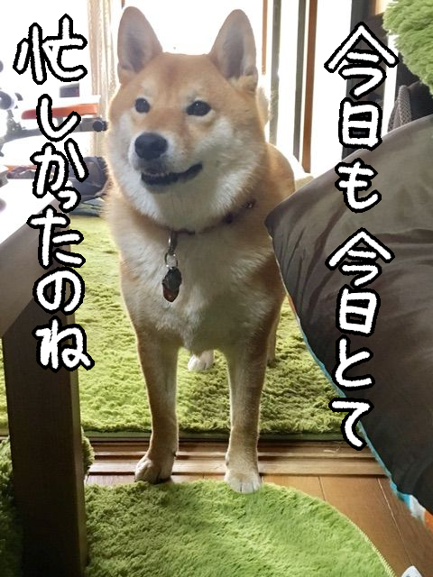 柴犬 お客さんが来ると最前線でおもてなしばする 柴犬どんぐり三毛猫たんぽぽ Powered By ライブドアブログ