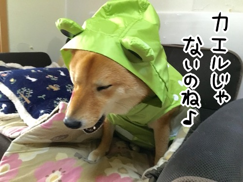 柴犬 雨を浴びてカエルになる 柴犬どんぐり三毛猫たんぽぽ