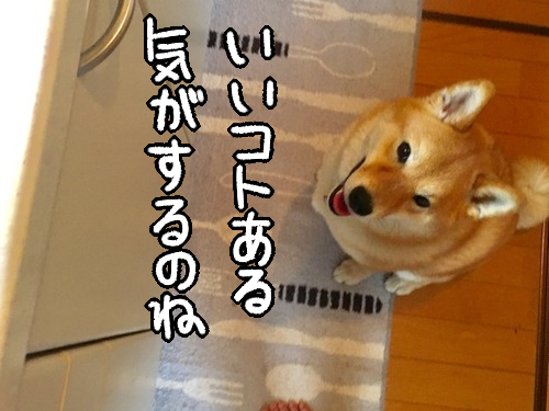 月に一度の犬との仁義無き戦い 思考を放棄させよ 柴犬どんぐり三毛猫たんぽぽ Powered By ライブドアブログ