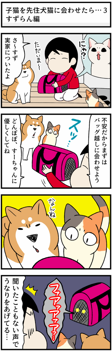 子猫をついに先住柴犬と猫に会わせてみたら 子猫の反応は 3 柴犬どんぐり三毛猫たんぽぽ Powered By ライブドアブログ 子猫をついに先住柴犬と猫に会わせてみたら 子猫の反応は 3 柴犬どんぐり三毛猫たんぽぽ Powered By ライブドアブログ