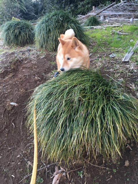 神社参拝するのが好きな柴犬の散歩ツアー : 柴犬どんぐり三毛猫
