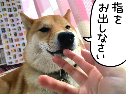 飼い主の指しゃぶりが大好きな柴犬と 変なクセ 柴犬どんぐり三毛猫たんぽぽ Powered By ライブドアブログ