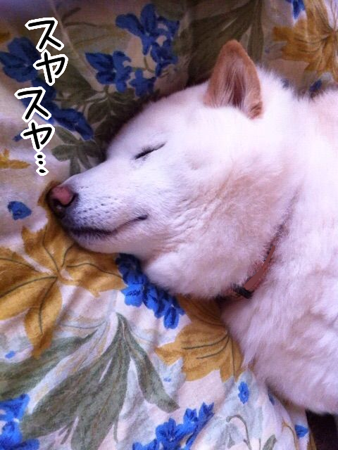 パピーギャング 子犬と嵐と戦いの数ヵ月間 柴犬どんぐり三毛猫たんぽぽ Powered By ライブドアブログ