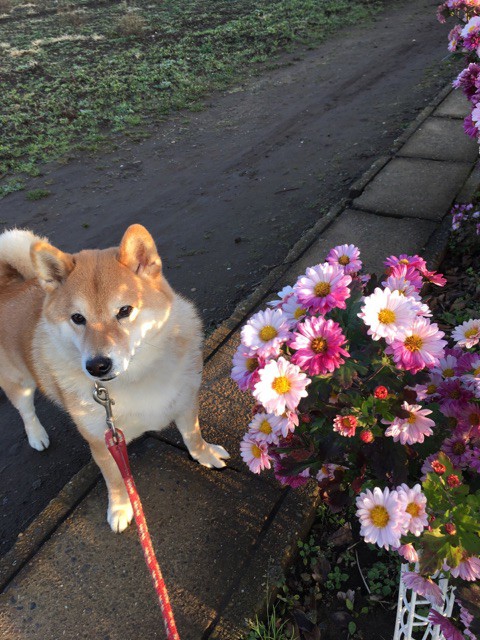 可憐なお花よりもキャベツ畑が似合ってしまう柴犬 柴犬どんぐり三毛猫たんぽぽ Powered By ライブドアブログ