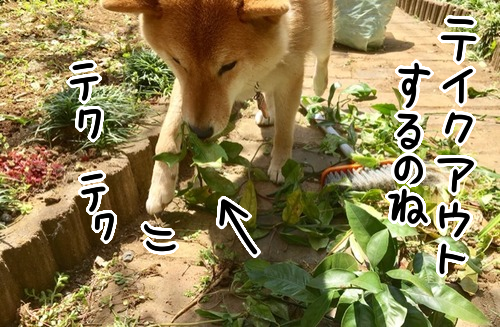 自主性のある柴犬 みかんフレーバーになる 柴犬どんぐり三毛猫たんぽぽ Powered By ライブドアブログ