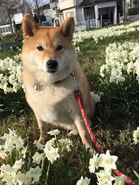 あわわのあわわが聞きたい方へ＆お花柴 : 柴犬どんぐり三毛猫たんぽぽ