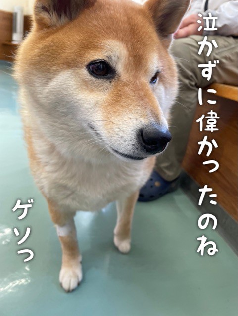 注射が終わったあとの柴犬の忙しすぎる日常 柴犬どんぐり三毛猫たんぽぽ Powered By ライブドアブログ