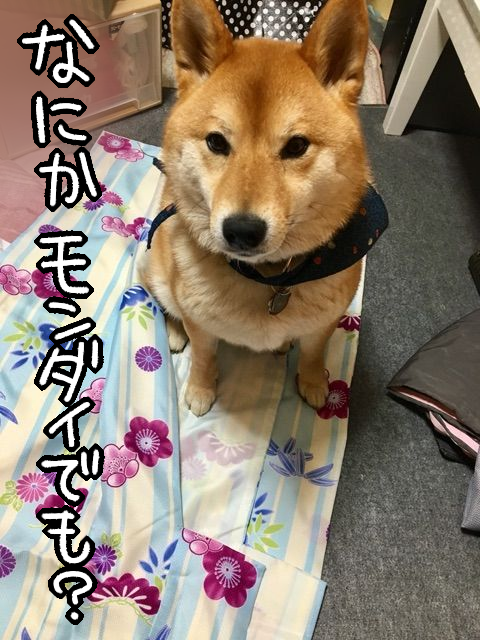 流行の変遷を感じる 母からもらった着物 立ちはだかるけもの 柴犬どんぐり三毛猫たんぽぽ Powered By ライブドアブログ