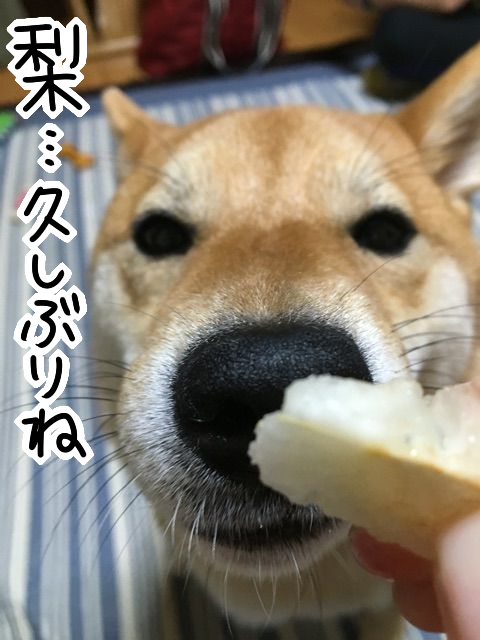 秋の味覚 梨が美味しすぎて無我 とろける柴犬 柴犬どんぐり三毛猫たんぽぽ Powered By ライブドアブログ