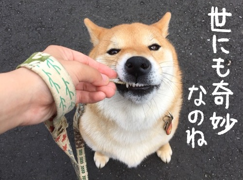 今明かされる 柴犬 ヒゲの怪 柴犬どんぐり三毛猫たんぽぽ Powered By ライブドアブログ