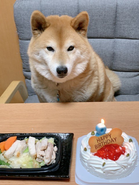 柴犬8歳のお誕生日会場はこちらです : 柴犬どんぐり三毛猫たんぽぽ