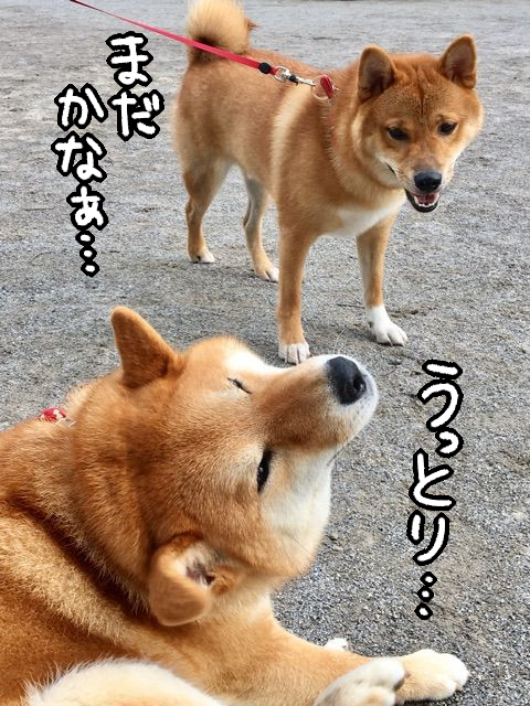 眉間にシワの心優しき茶色、空気の読めない茶色 : 柴犬どんぐり三毛猫