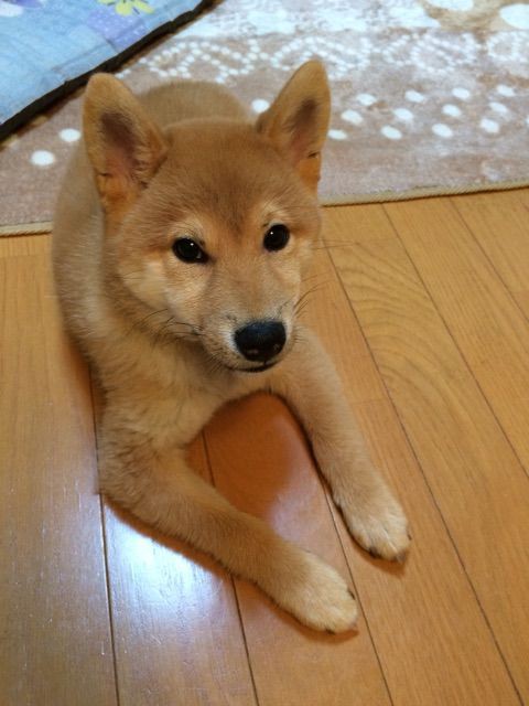 クリームパンに白ストッキングを履いた柴犬 柴犬どんぐり三毛猫たんぽぽ Powered By ライブドアブログ