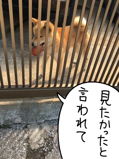 近所の柴犬の可愛すぎる行動。見てみたい、その姿 : 柴犬どんぐり三毛