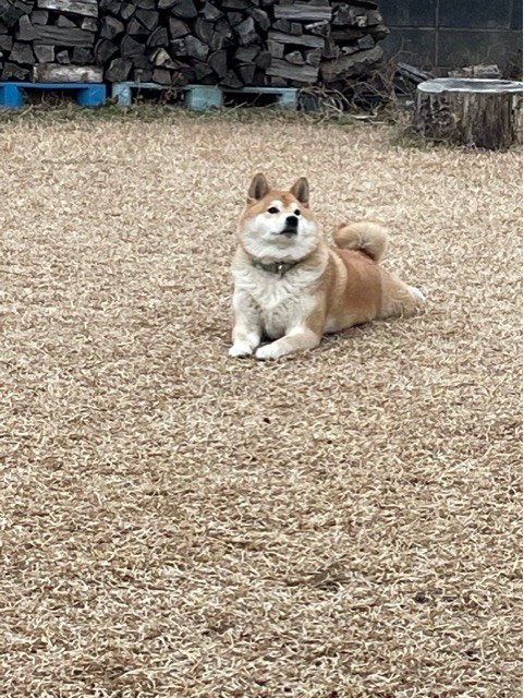 柴犬流、ソロ・ドッグランでの過ごし方 : 柴犬どんぐり三毛猫たんぽぽ