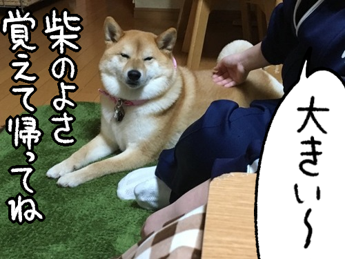 どんぐりぽしぇっと&たぬきしゃんぽしぇっと どんぐりポシェット どんぐり帽子 やっと涼しくなってきたし、秋