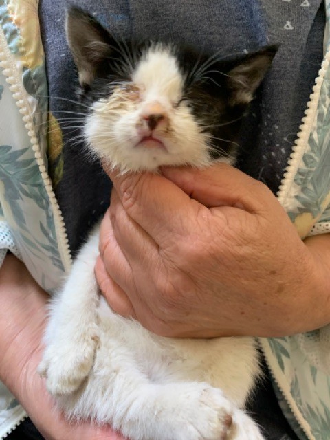 子猫の目はこうすれば見る見るうちにキレイに治るから心配するな