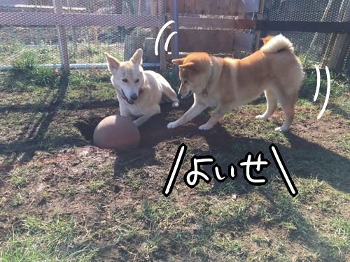 やりとげた犬達の 掘った穴鑑賞会 柴犬どんぐり三毛猫たんぽぽ Powered By ライブドアブログ