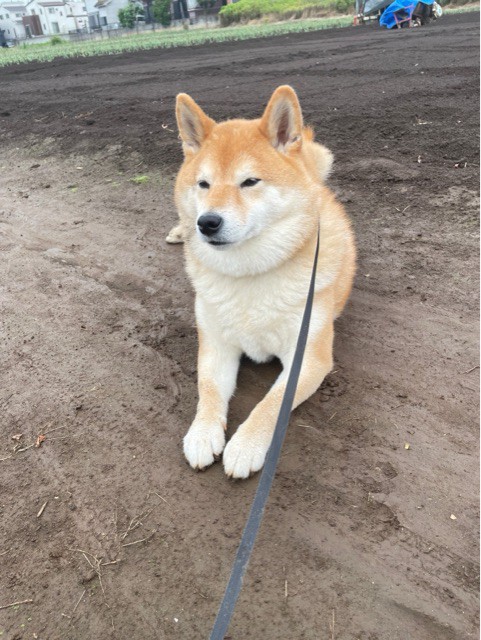 いつも汚い柴犬が何もしてないのになぜか美しくなる期間の謎がとけた 柴犬どんぐり三毛猫たんぽぽ Powered By ライブドアブログ