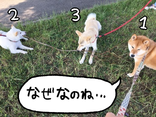 犬とは他の犬が遊んでいるおもちゃを欲しがる生き物である 柴犬どんぐり三毛猫たんぽぽ Powered By ライブドアブログ