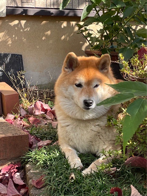 うちの庭に不満があるらしい隣の芝は青い柴犬 : 柴犬どんぐり三毛猫