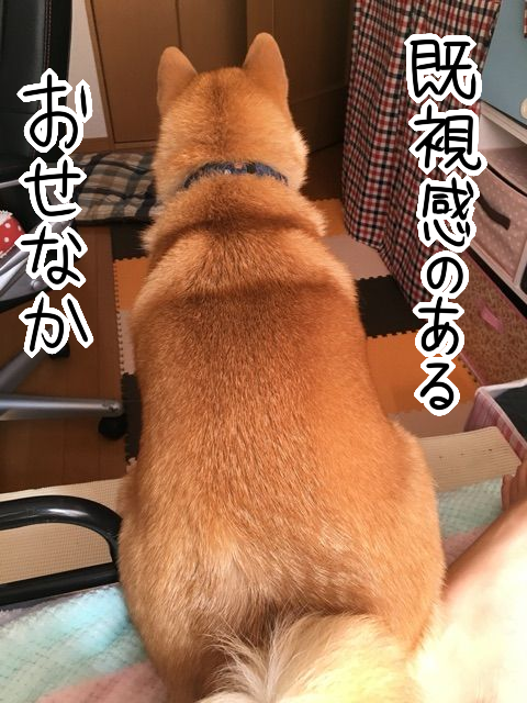 アレに似ている 小太り柴犬の背中のシルエット 柴犬どんぐり三毛猫たんぽぽ Powered By ライブドアブログ