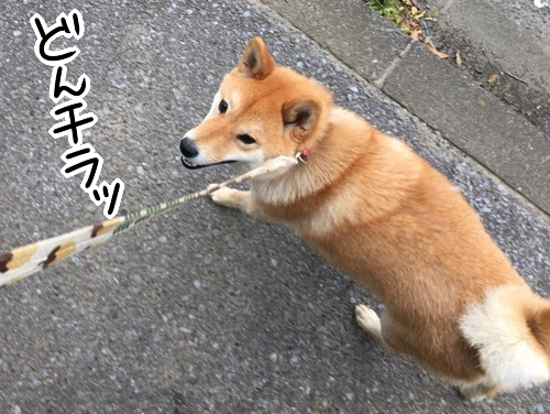 内股な柴犬 犬の散歩中に小さな幸せ感じる チラリ 柴犬どんぐり三毛猫たんぽぽ Powered By ライブドアブログ