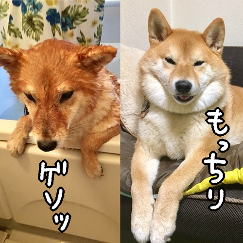 毛深い柴犬と緩くもキツくもない ちょうどいい首輪の付け方 柴犬どんぐり三毛猫たんぽぽ Powered By ライブドアブログ