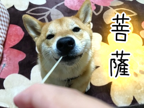 菩薩のような表情と、チュルチュルする柴犬 : 柴犬どんぐり三毛猫