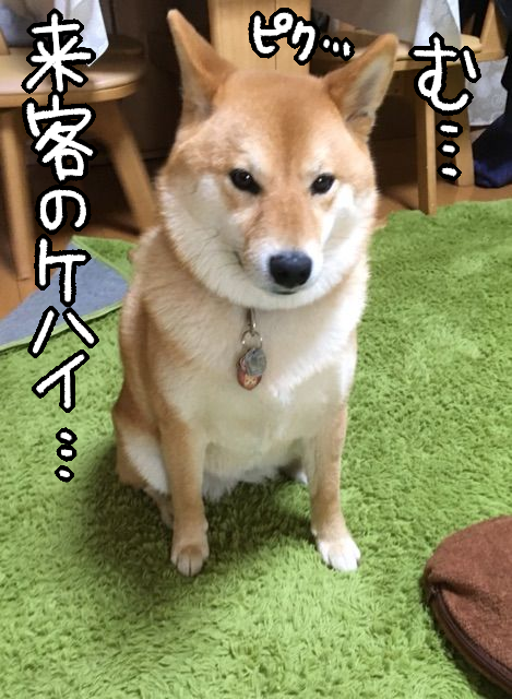 柴犬 お客さんが来ると最前線でおもてなしばする 柴犬どんぐり三毛猫たんぽぽ Powered By ライブドアブログ