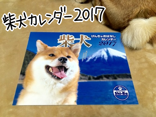 毎年恒例 柴犬カレンダーとジェラる柴犬 柴犬どんぐり三毛猫たんぽぽ Powered By ライブドアブログ